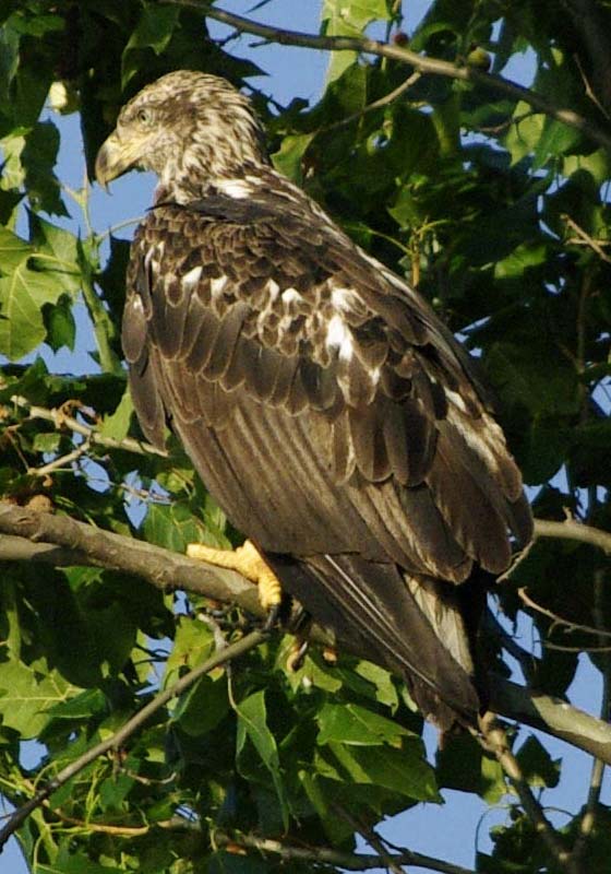 Basic II bald eagle