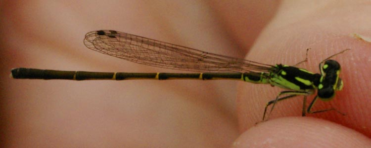 Betsy Ray holding a damsel fly