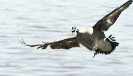 Goose coming in for landing