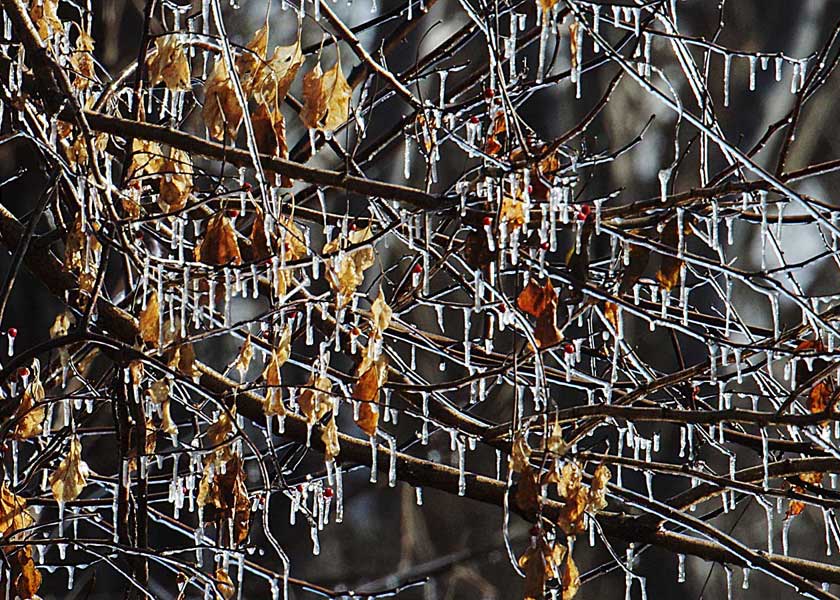 Ice and leaves