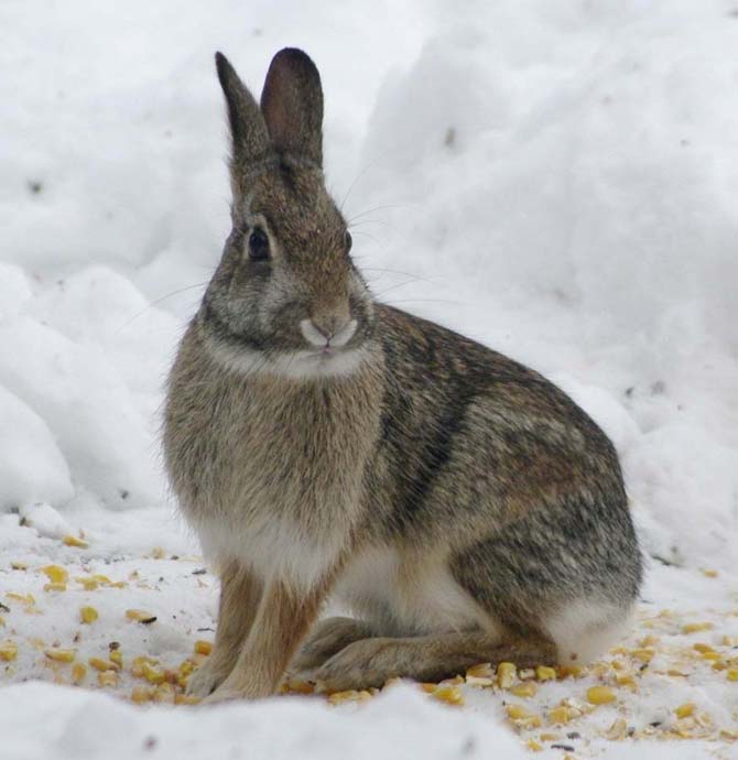 Bunny in the snow