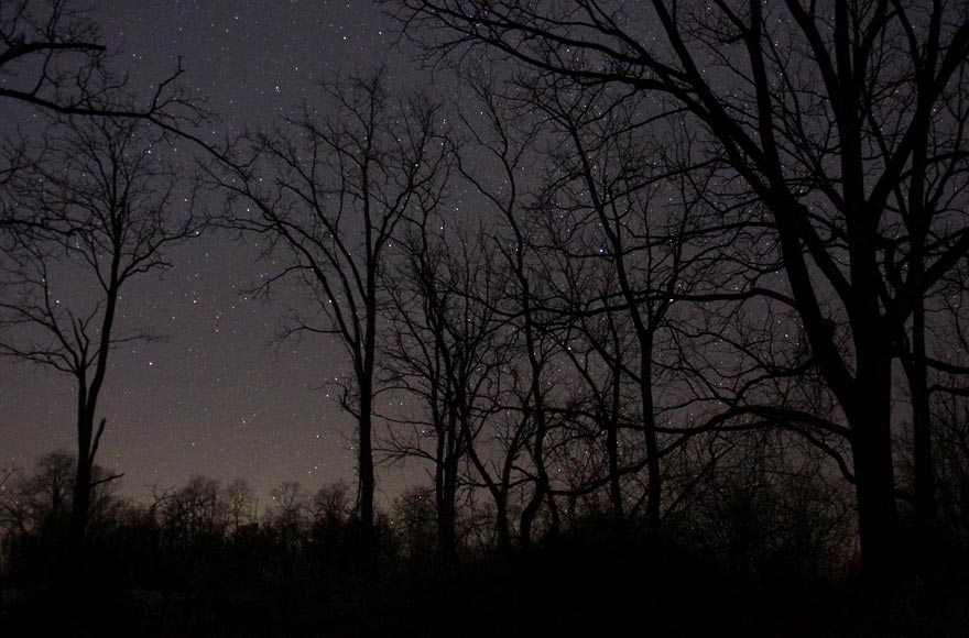 Trees decorated with stars