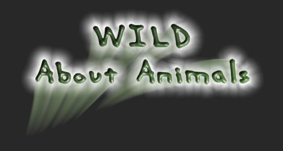 Wild About Animals