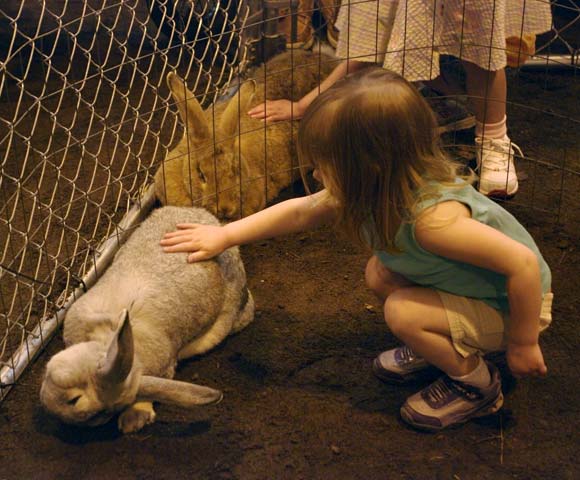 Contented rabbit petting