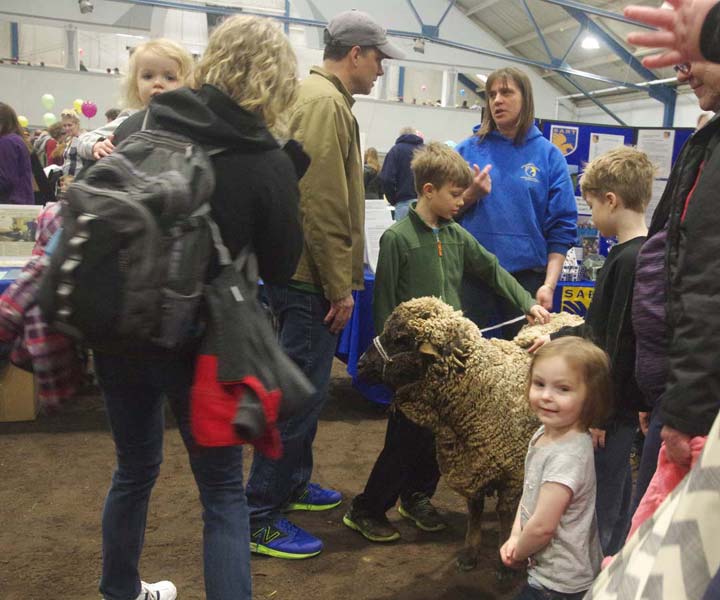 Restless Winds Farm sheep petting