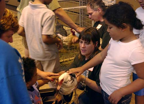 Duck and chicken petting