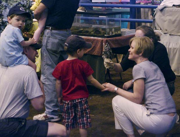 Child level view of a screech owl