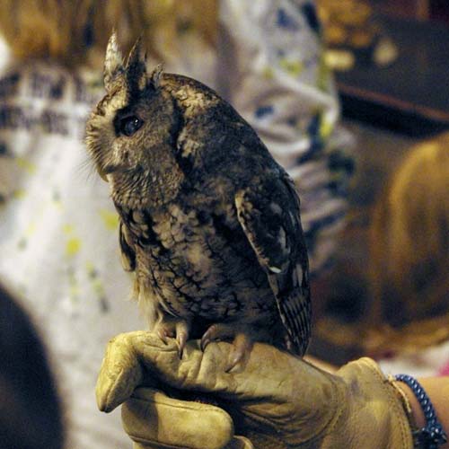 Screech owl