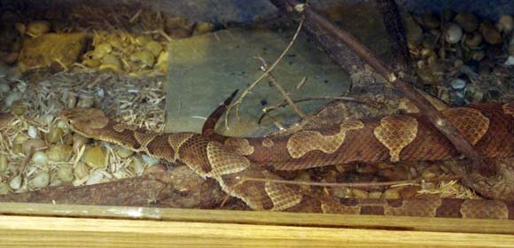 Copperhead