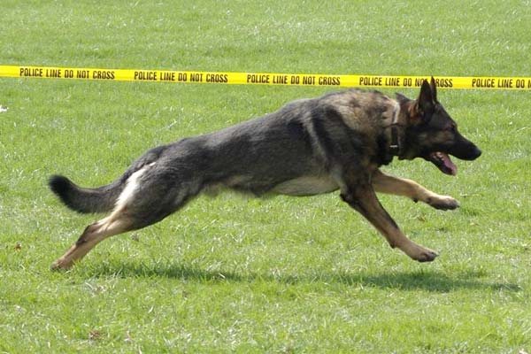 Keno off running